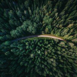 Forestale