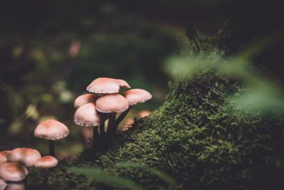 funghi