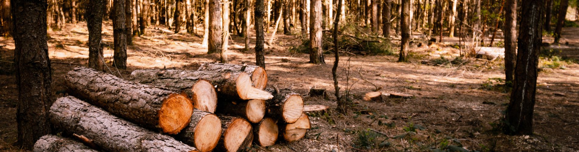 Taglio bosco 