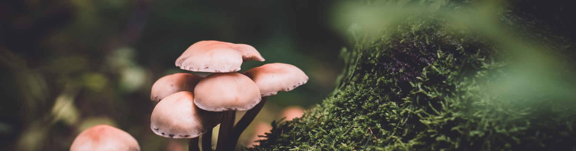Rilascio tesserini per raccolta funghi 